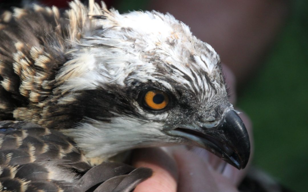 Artful Migration Film Project Will Focus on Scotland’s Visiting Ospreys