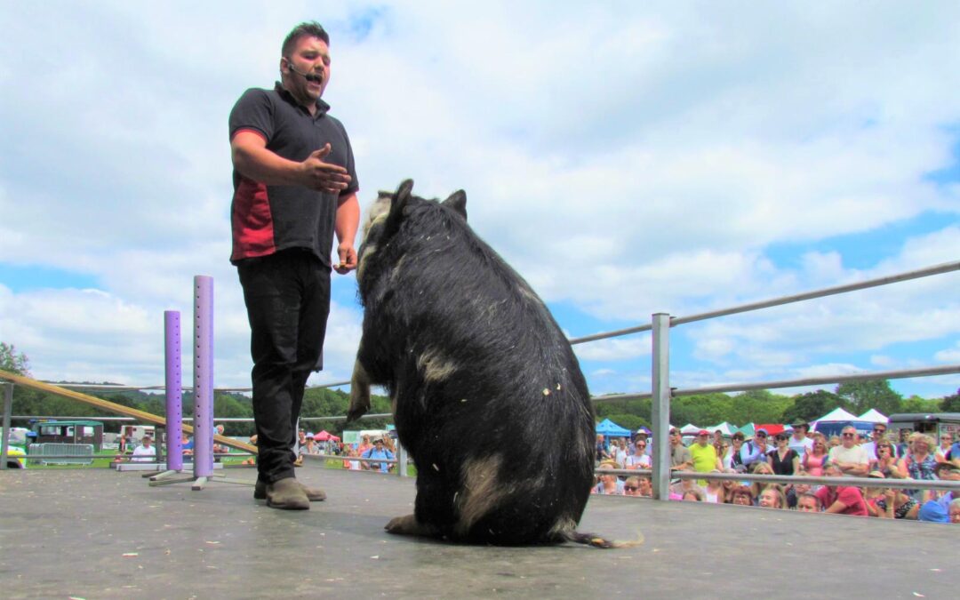 Performing pigs, sheep that leap and dogs of all kinds – all at Galloway Country Fair
